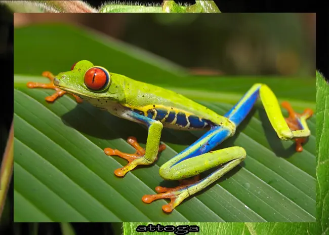 salamandra