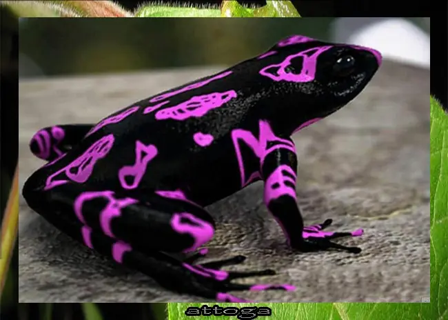 tritón