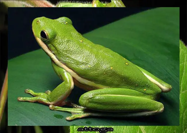 terrestre