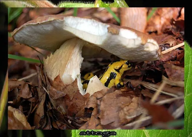 tritón