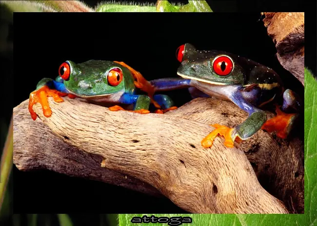 salamandra