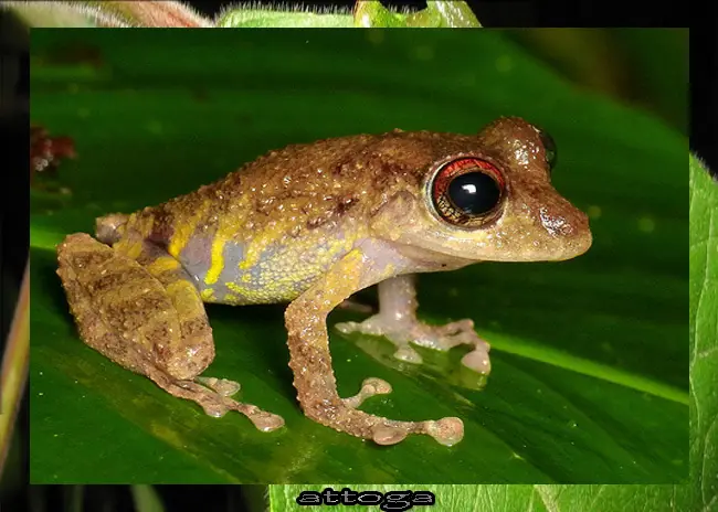 salamandra
