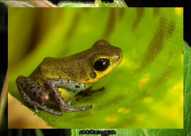 tritón