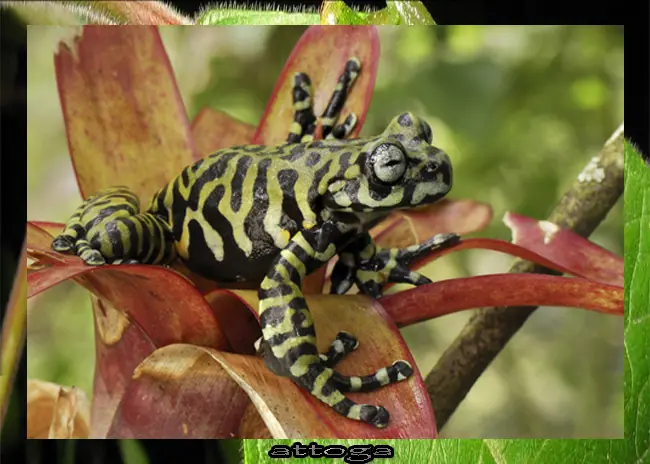 salamandra