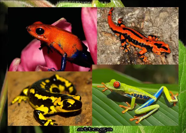 salamandra
