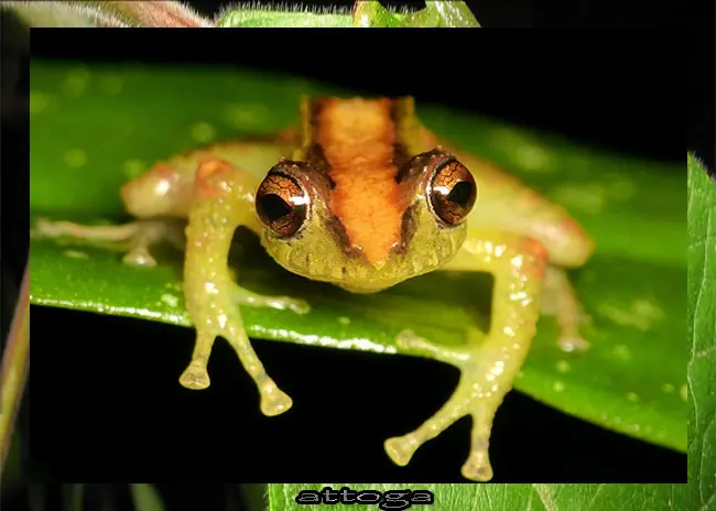 rana