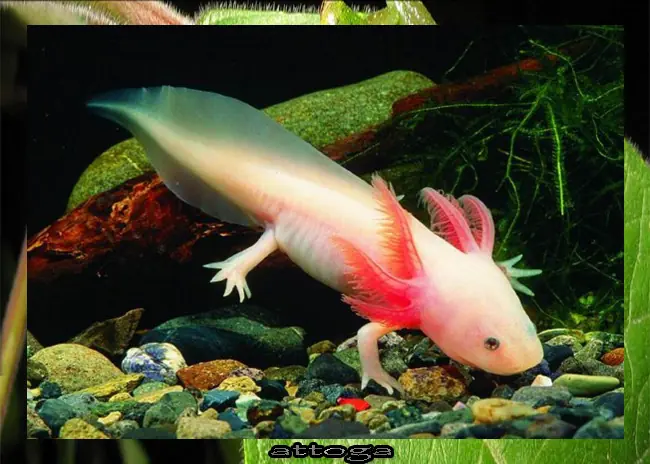 tritón