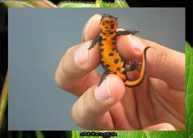 tritón