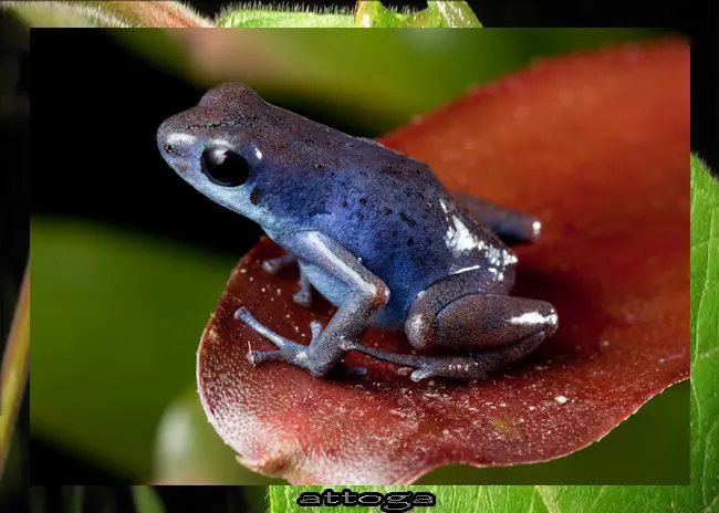 venenosa