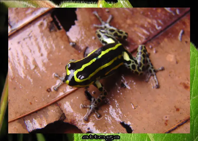 salamandra