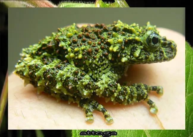 anfibio