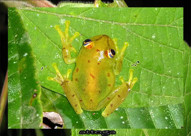 anfibio