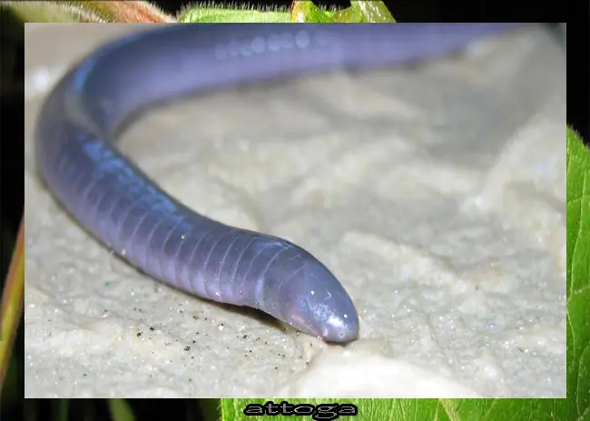 tritón
