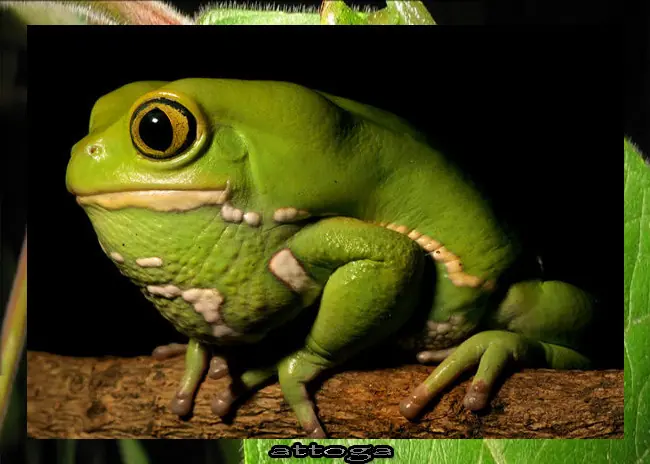 terrestre