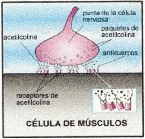 Estupendo