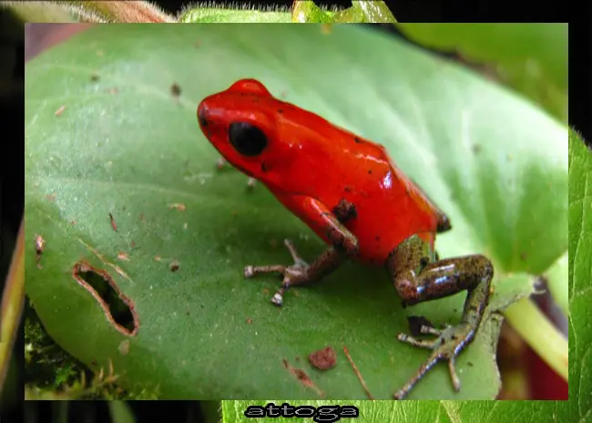 anfibio