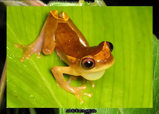 tritón