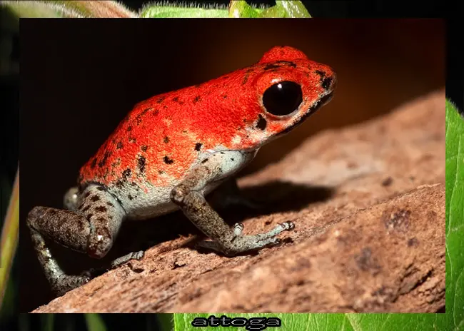 rana
