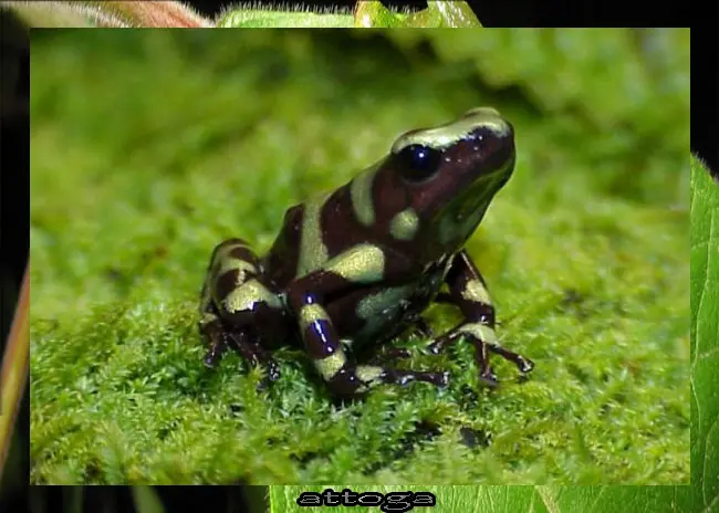 tritón