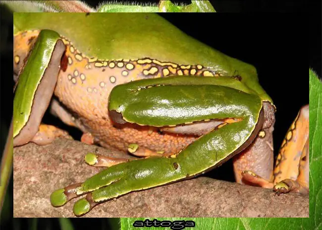 terrestre