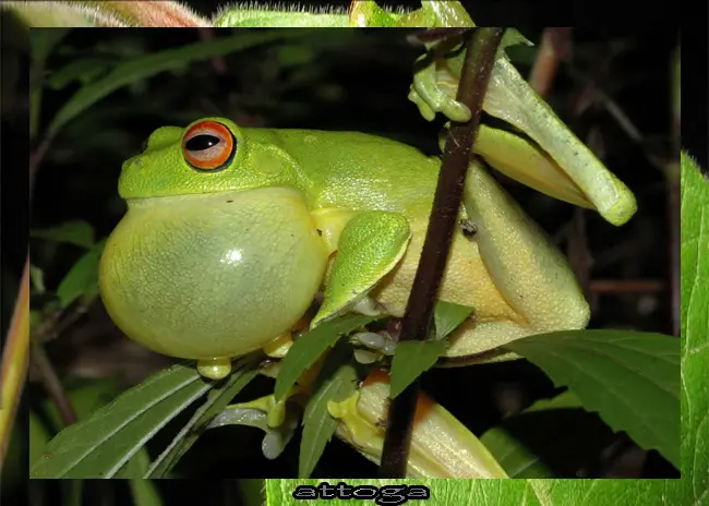 tritón