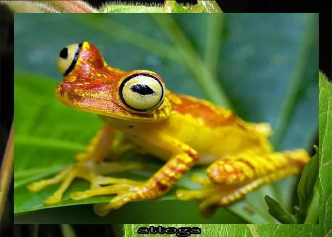 venenosa