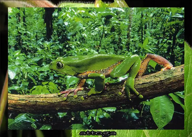 anfibio
