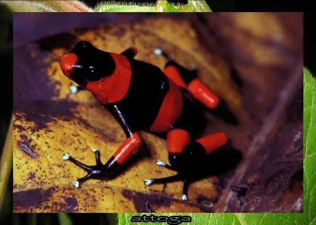 venenosa