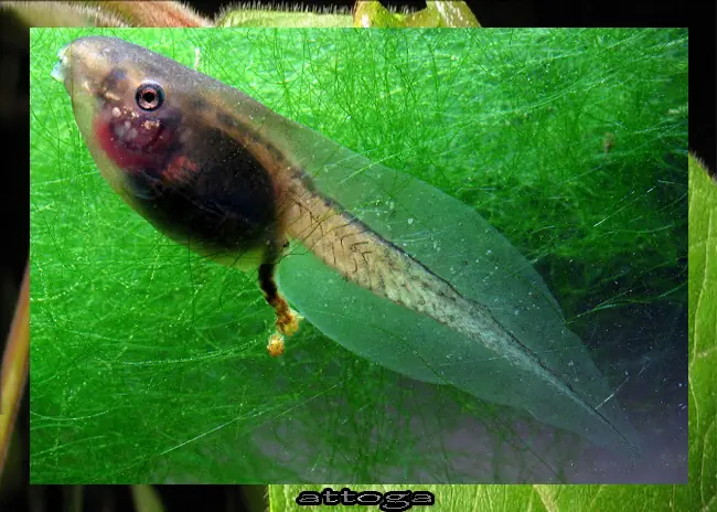anfibio