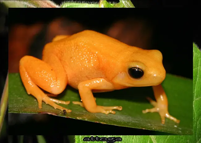 rana