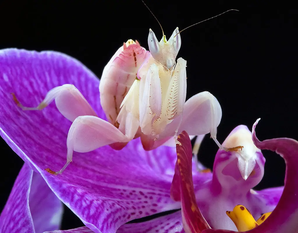 ¡Unos insectos preciosos!