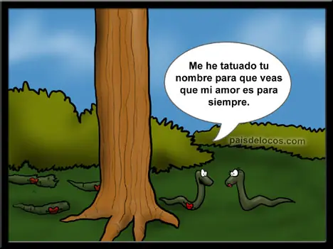 XD