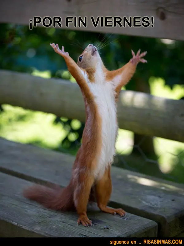 Por fin viernes