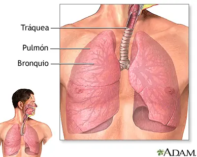 Curiosidades sobre el cuerpo humano