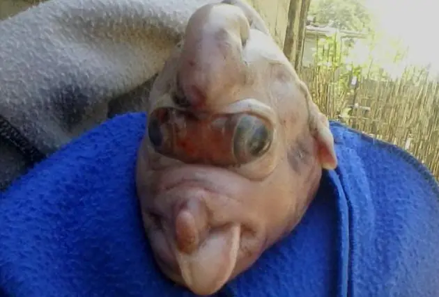 una chancha parió una extraña criatura