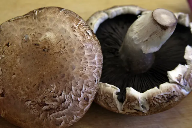 hongos