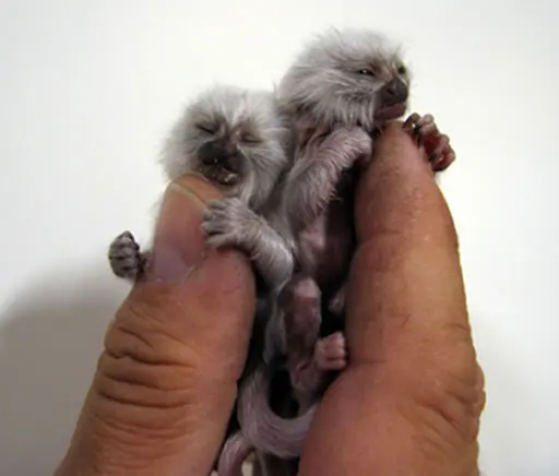 los animales mas pequeños del mundo