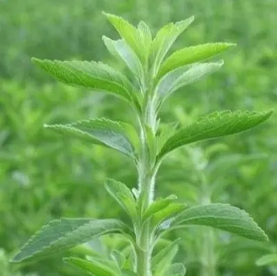 Stevia, dulce secreto para diabeticos.