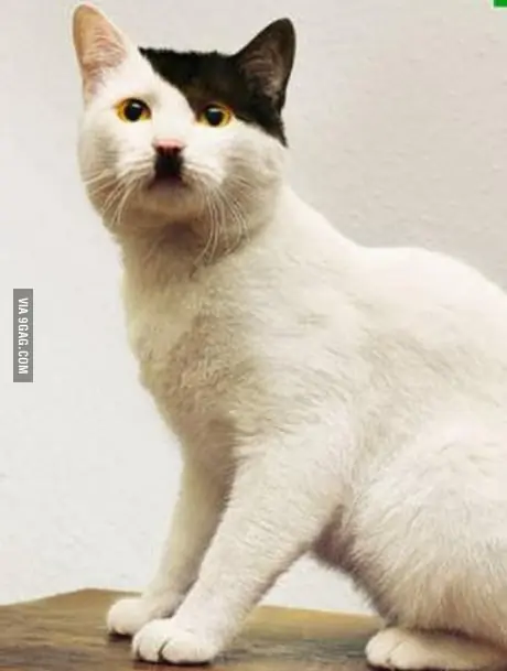gato empresario