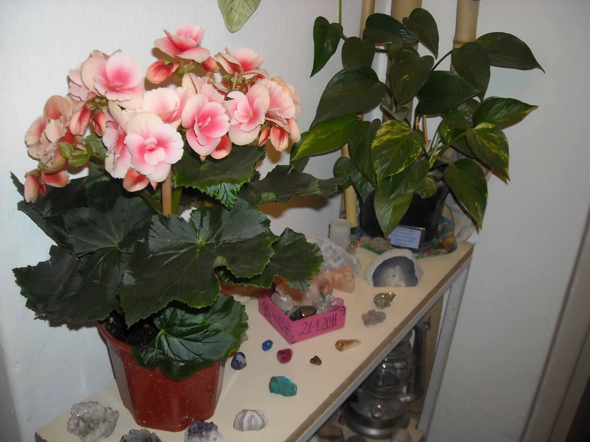 -Begonia tuberosa o elatior- [Jardinería]