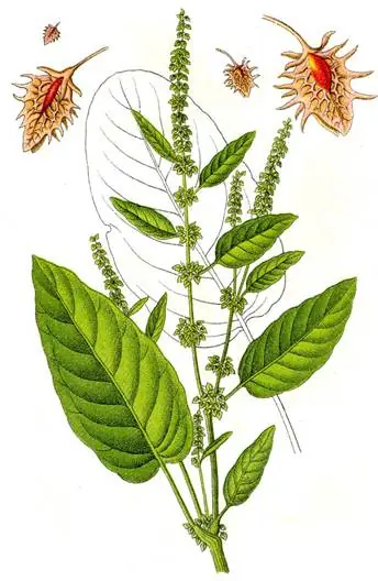Rumex