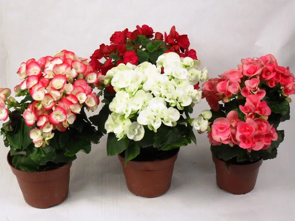 flores