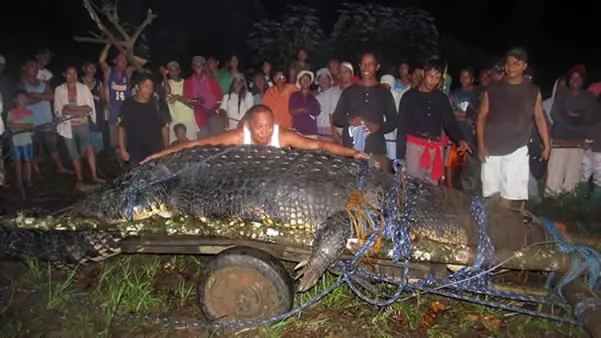 Un cocodrilo gigante capturado en Filipinas