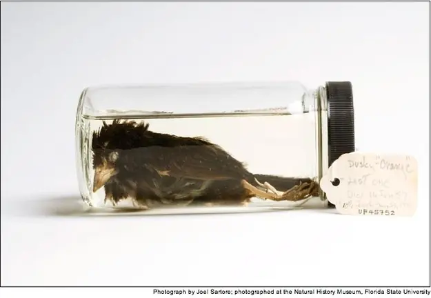 Animales que no pudimos evitar que desaparecieran