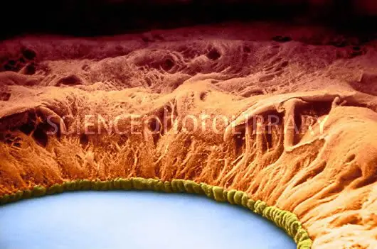 microscopio