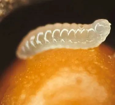microscopio