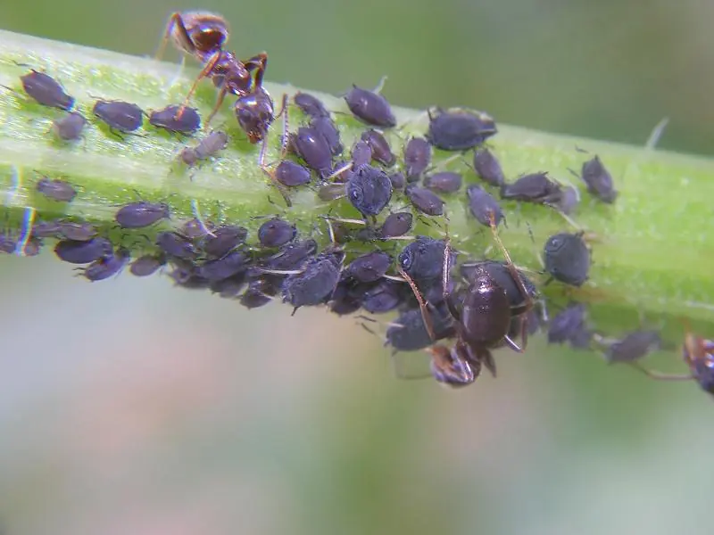 microscopio