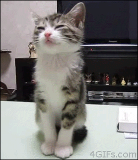gato