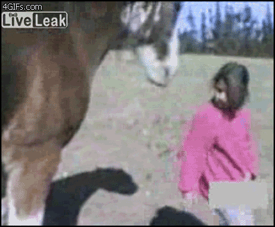Animales