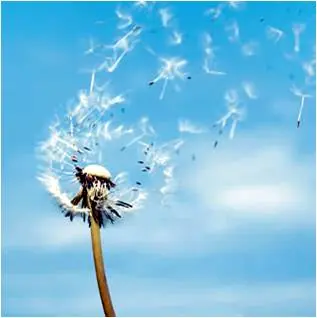 Signos de Aire,Agua,Fuego y Tierra.Caracteristicas